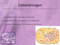 /album/a8-cellen/a5-cellen-026-jpeg/